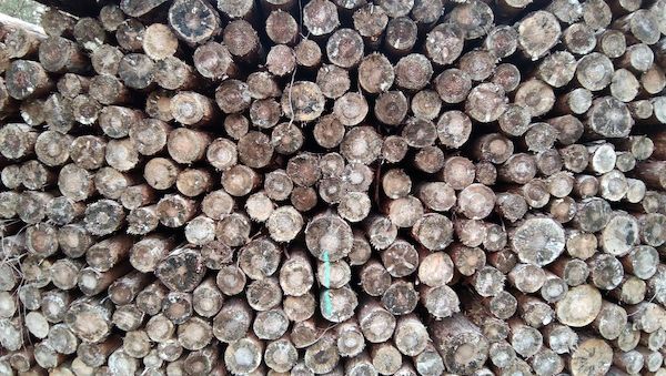 Deutschland legt Vorschläge zur EU-Entwaldungsverordnung vor