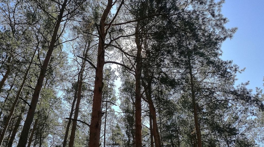 Studie: Agrarproduktion Hauptursache für Waldbrände in Südamerika