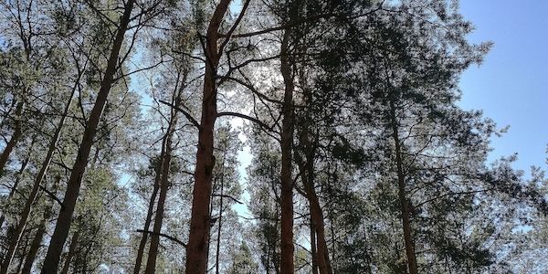 Studie: Agrarproduktion Hauptursache für Waldbrände in Südamerika