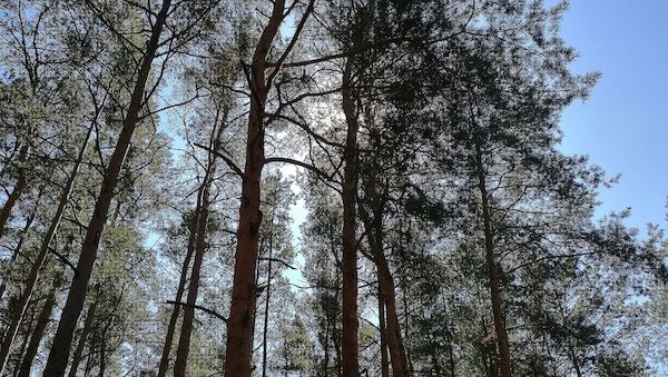 Studie: Agrarproduktion Hauptursache für Waldbrände in Südamerika