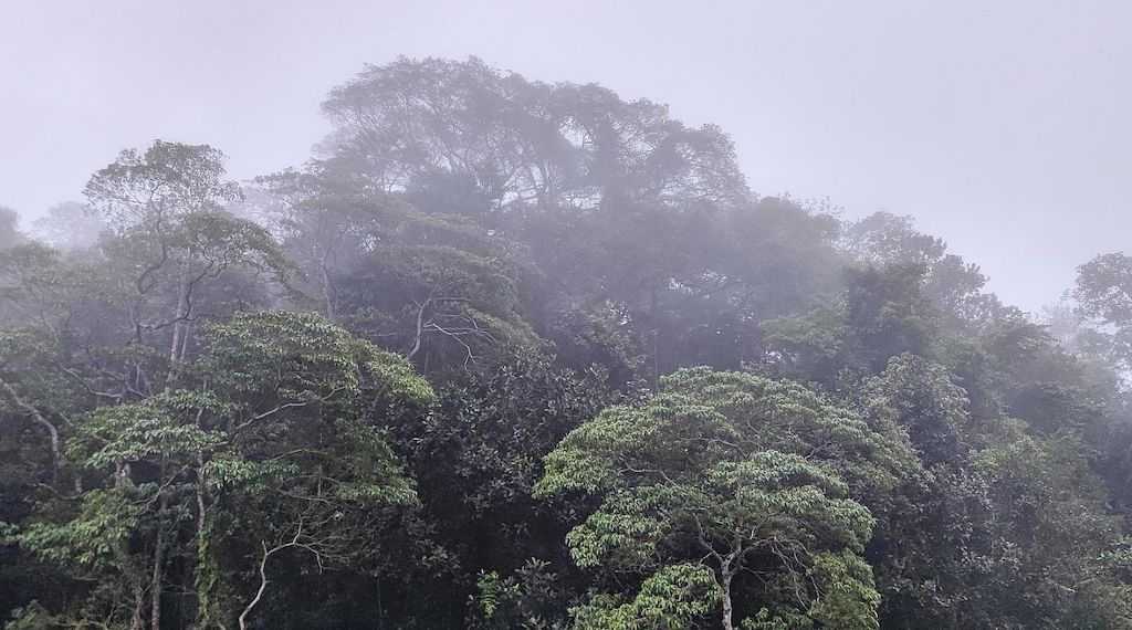 Studie sieht Agrarproduktion als Hauptursache für Waldbrände in Südamerika