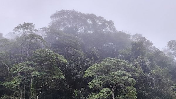 Studie sieht Agrarproduktion als Hauptursache für Waldbrände in Südamerika