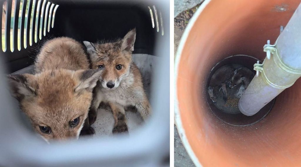 Berlin-Spandau: Fuchswelpen aus zwei Meter tiefem Regenrohr gerettet