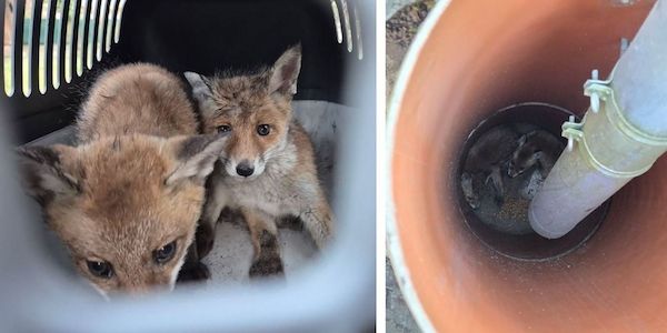 Berlin-Spandau: Fuchswelpen aus zwei Meter tiefem Regenrohr gerettet