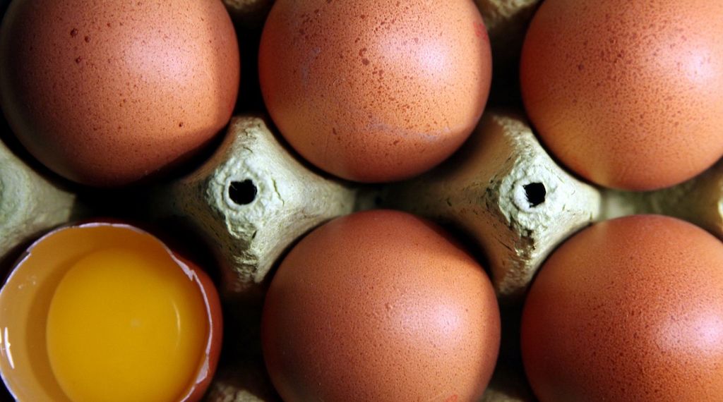 Niederlande bleiben Hauptlieferant für Eierimporte nach Deutschland