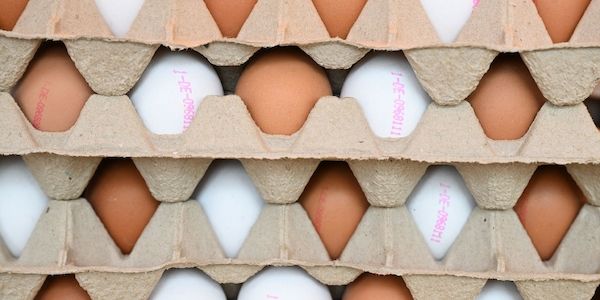 Knapp eine Milliarde Eier in Brandenburg produziert