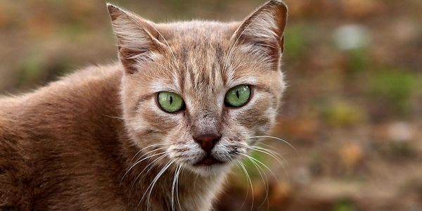 NRW setzt Förderung für Kastration herrenloser Katzen fort
