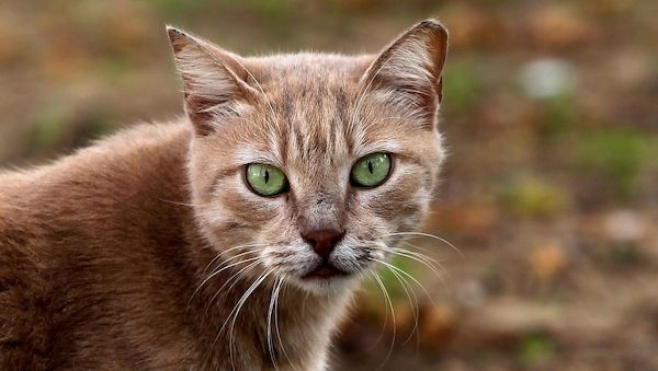 NRW setzt Förderung für Kastration herrenloser Katzen fort