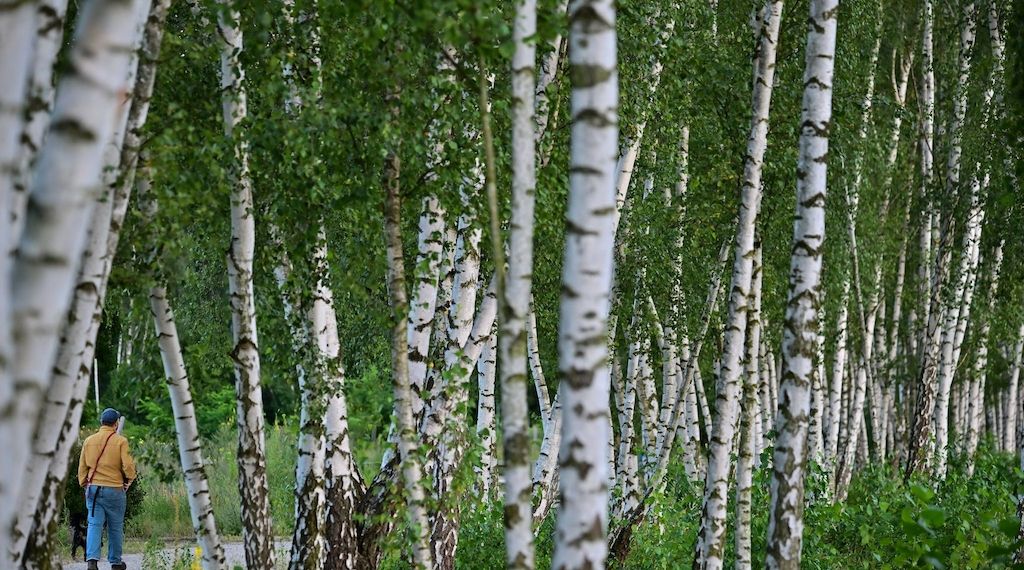 Birkenpollen können Allergikern an Ostern Beschwerden machen