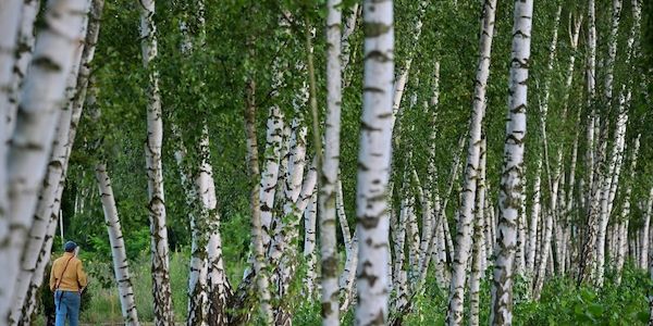 Birkenpollen können Allergikern an Ostern Beschwerden machen
