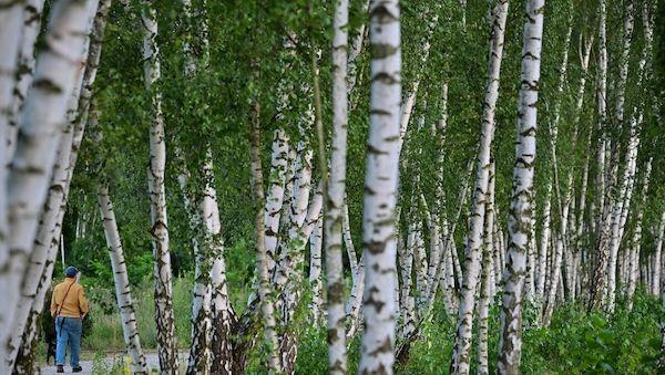 Birkenpollen können Allergikern an Ostern Beschwerden machen