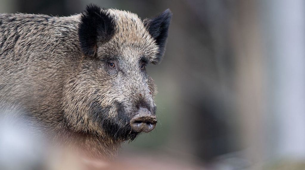 Neuer Schweinepest-Fall löst Beunruhigung in Brandenburg aus