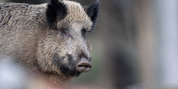 Neuer Schweinepest-Fall löst Beunruhigung in Brandenburg aus