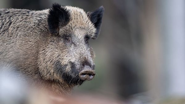 Neuer Schweinepest-Fall löst Beunruhigung in Brandenburg aus