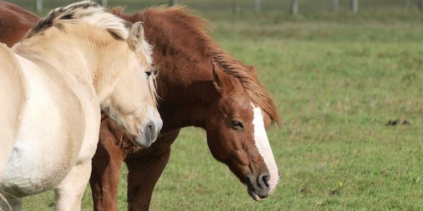 Jay Leno: Verbrennerautos werden Schicksal von Pferden teilen