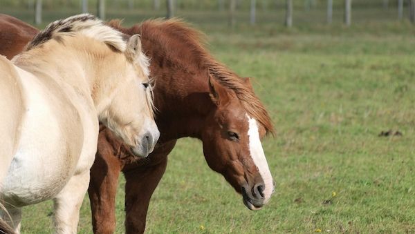 Jay Leno: Verbrennerautos werden Schicksal von Pferden teilen