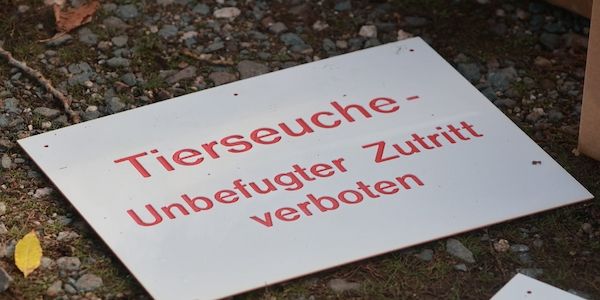 Weiterer Ausbruch der Newcastle-Krankheit in Brandenburg