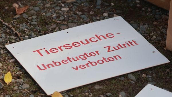 Weiterer Ausbruch der Newcastle-Krankheit in Brandenburg