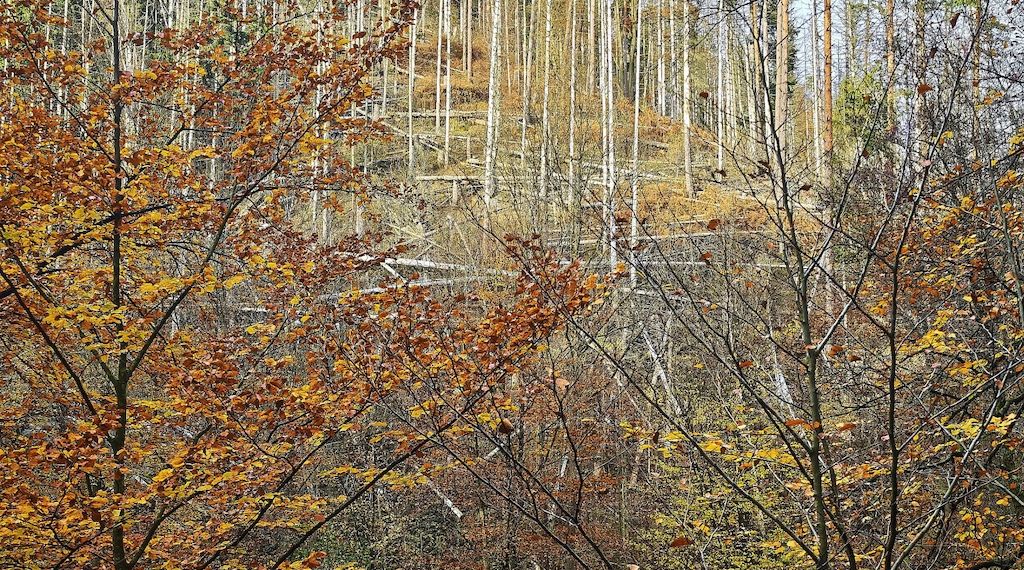 Wolf nach Vorfall in Hamburg ausgewildert