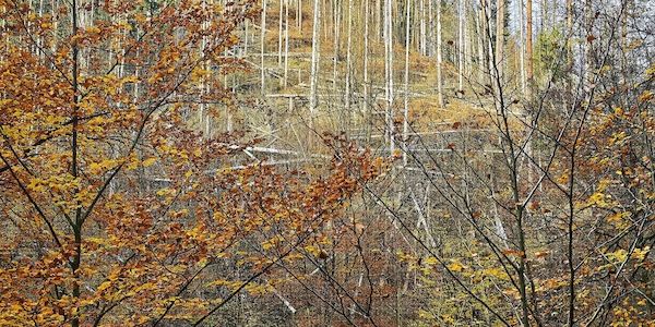 Wolf nach Vorfall in Hamburg ausgewildert