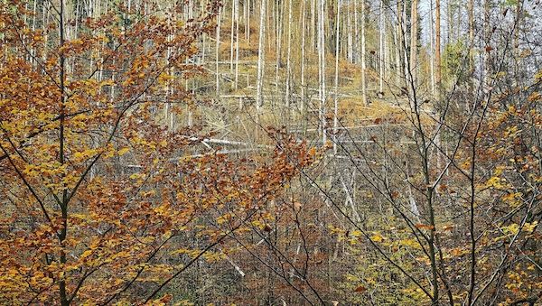 Wolf nach Vorfall in Hamburg ausgewildert