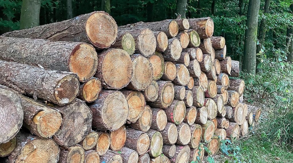Holzeinschlag in NRW geht weiter zurück