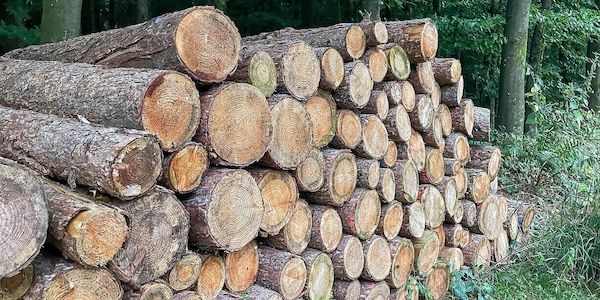 Holzeinschlag in NRW geht weiter zurück