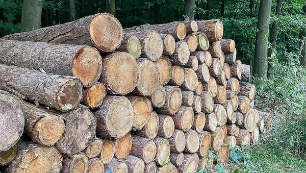 Holzeinschlag in NRW geht weiter zurück