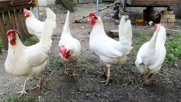 Newcastle Disease breitet sich in Brandenburger Landkreisen aus