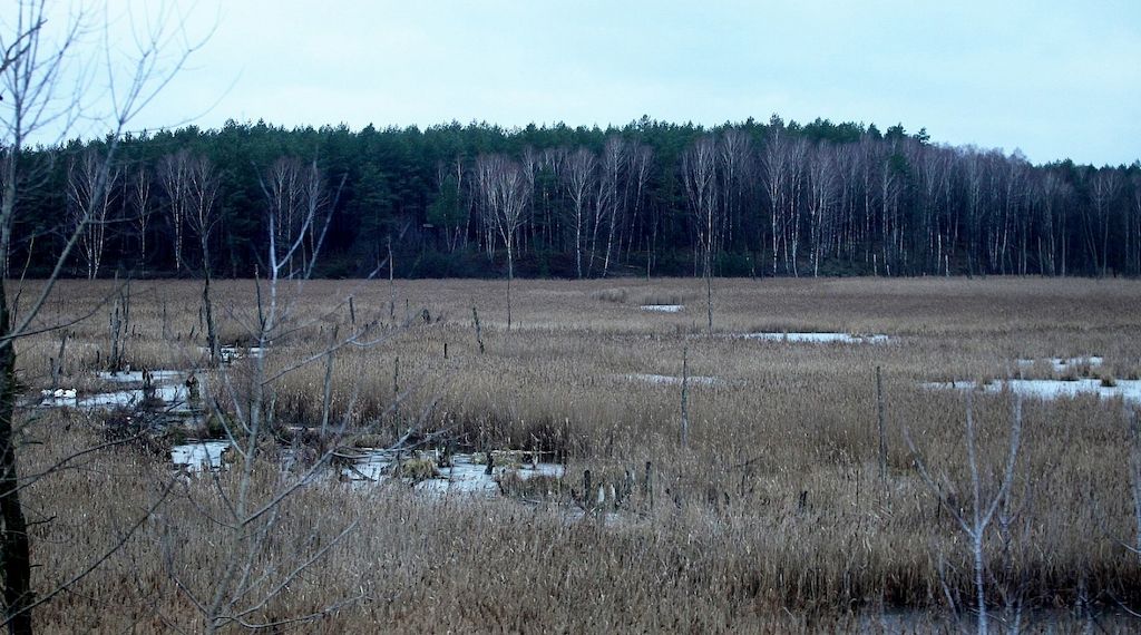 EU genehmigt deutsche Beihilfen für Moorwiedervernässung