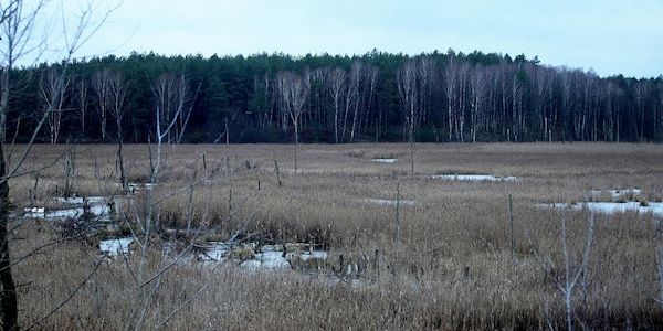 EU genehmigt deutsche Beihilfen für Moorwiedervernässung