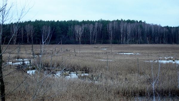 EU genehmigt deutsche Beihilfen für Moorwiedervernässung
