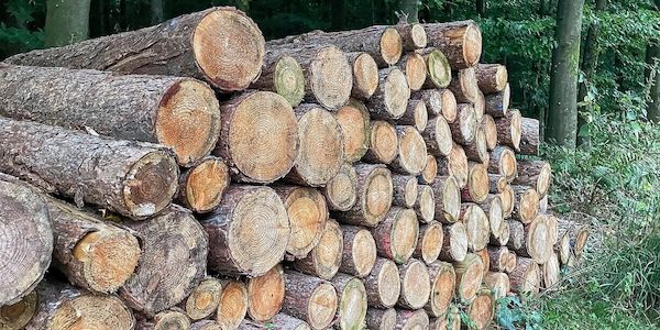 Holzeinschlag deutlich gesunken - Schadholzaufkommen halbiert
