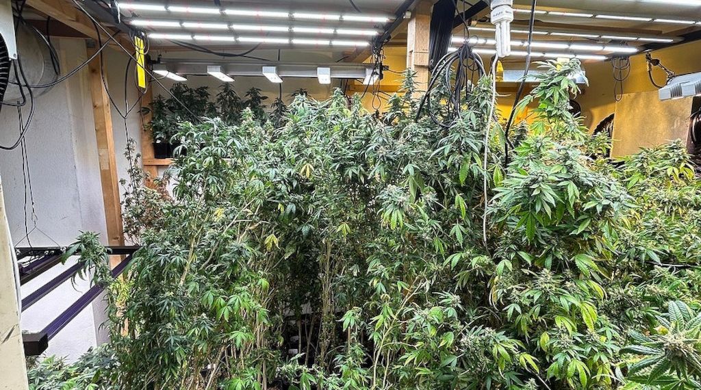 Zoll entdeckt große Cannabis-Plantage in Privatwohnung in Baden-Württemberg