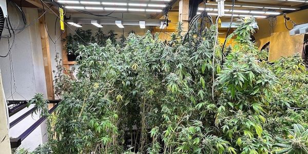 Zoll entdeckt große Cannabis-Plantage in Privatwohnung in Baden-Württemberg