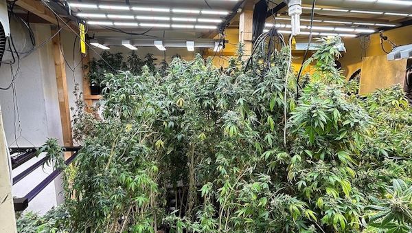 Zoll entdeckt große Cannabis-Plantage in Privatwohnung in Baden-Württemberg