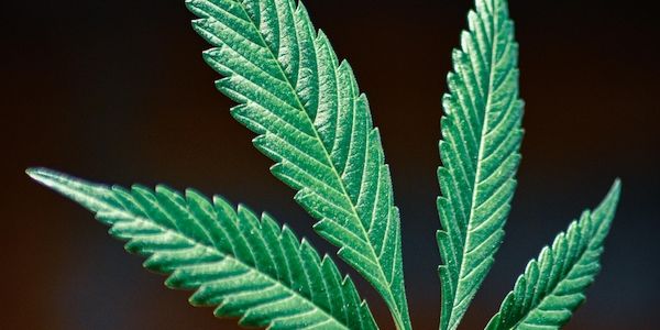 Internationaler Kiffertag: Nicht alles ist erlaubt