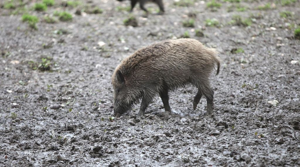 Fast 3.000 verstrahlte Wildschweine identifiziert und getötet