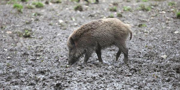 Fast 3.000 verstrahlte Wildschweine identifiziert und getötet