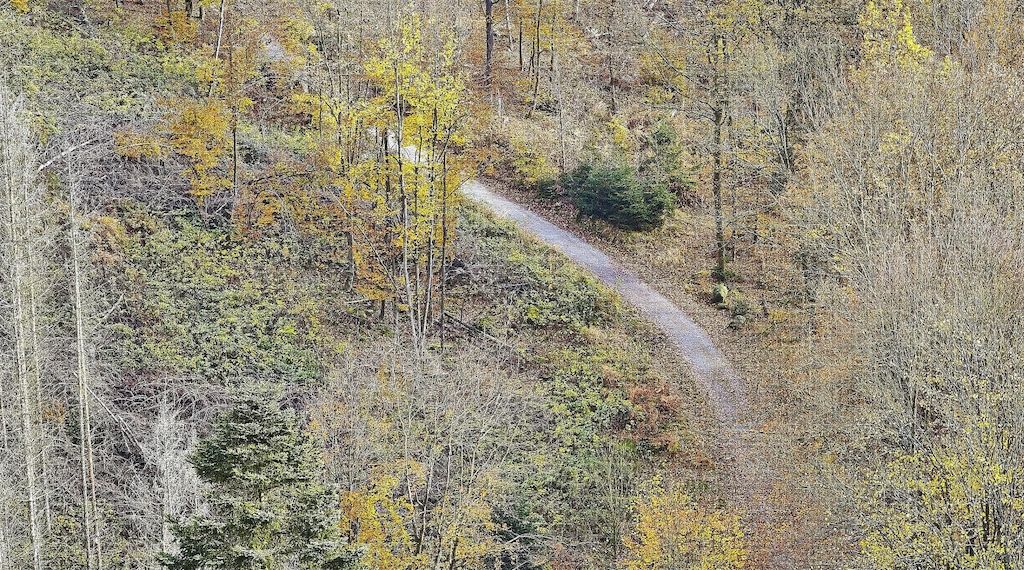 NRW stellt Waldstrategie mit 129 Maßnahmen vor