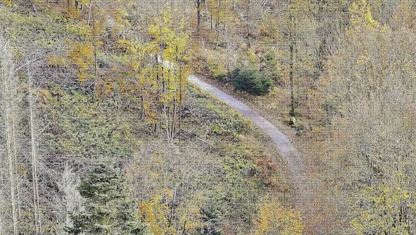 NRW stellt Waldstrategie mit 129 Maßnahmen vor