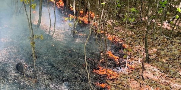 Waldbrand auf 6.500 Quadratmetern in Stuttgart-Rohracker