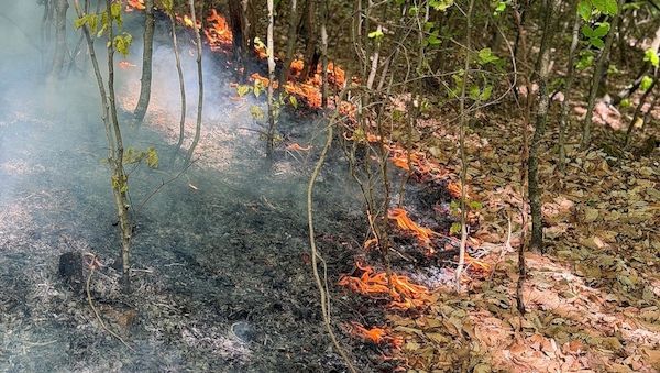 Waldbrand auf 6.500 Quadratmetern in Stuttgart-Rohracker