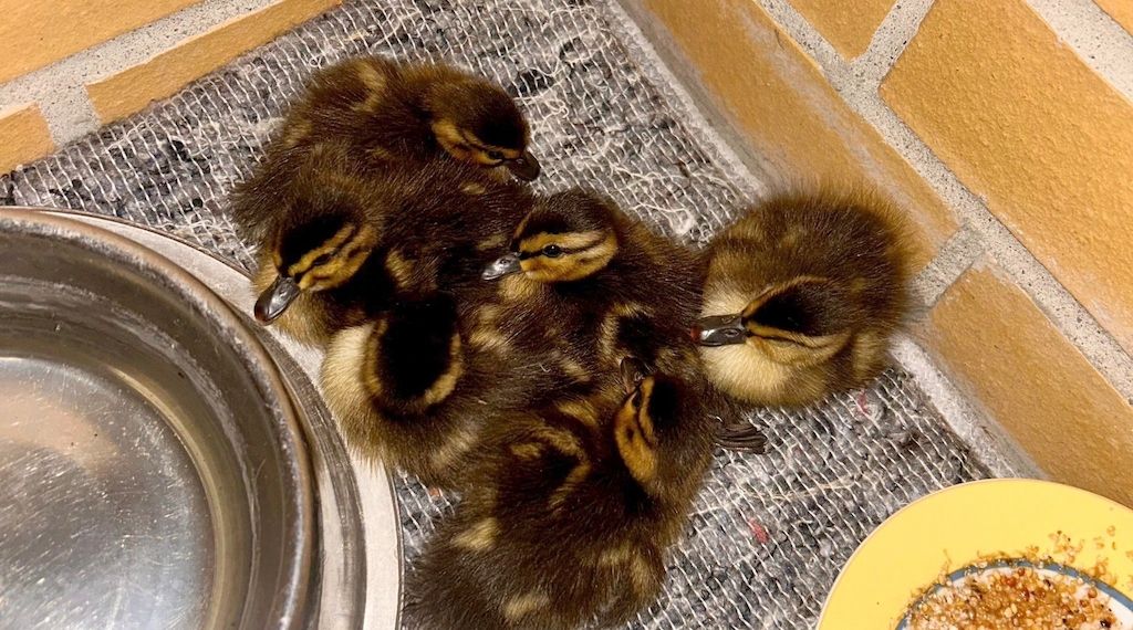 Polizei rettet sechs verlassene Entenküken in Berlin