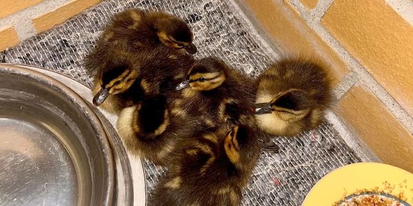 Polizei rettet sechs verlassene Entenküken in Berlin