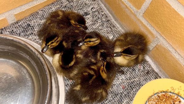 Polizei rettet sechs verlassene Entenküken in Berlin