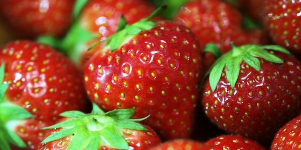Erdbeerernte in NRW steigt um 5,1 Prozent