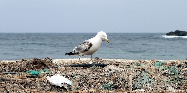 Regierung will gravierende Umweltkriminalität schärfer bestrafen