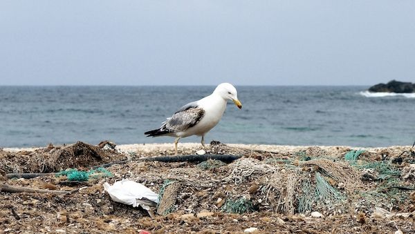 Regierung will gravierende Umweltkriminalität schärfer bestrafen