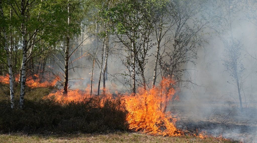 Erster großer Waldbrand frisst sich durch Munitions-Gelände